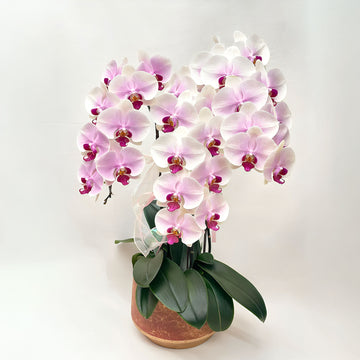 Melissa Orchid花店 全部鮮花享9折優惠