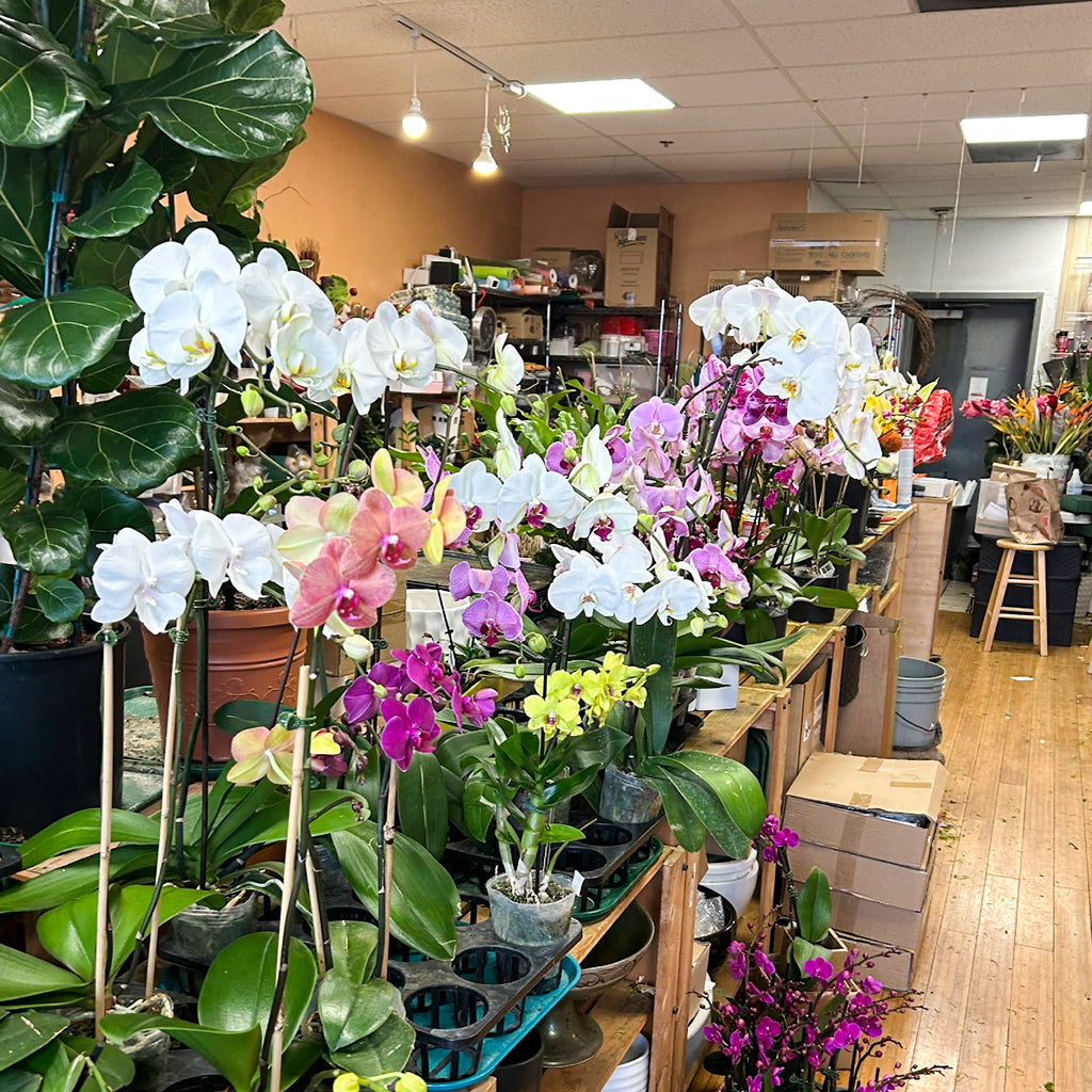 Melissa Orchid花店 全部鮮花享9折優惠