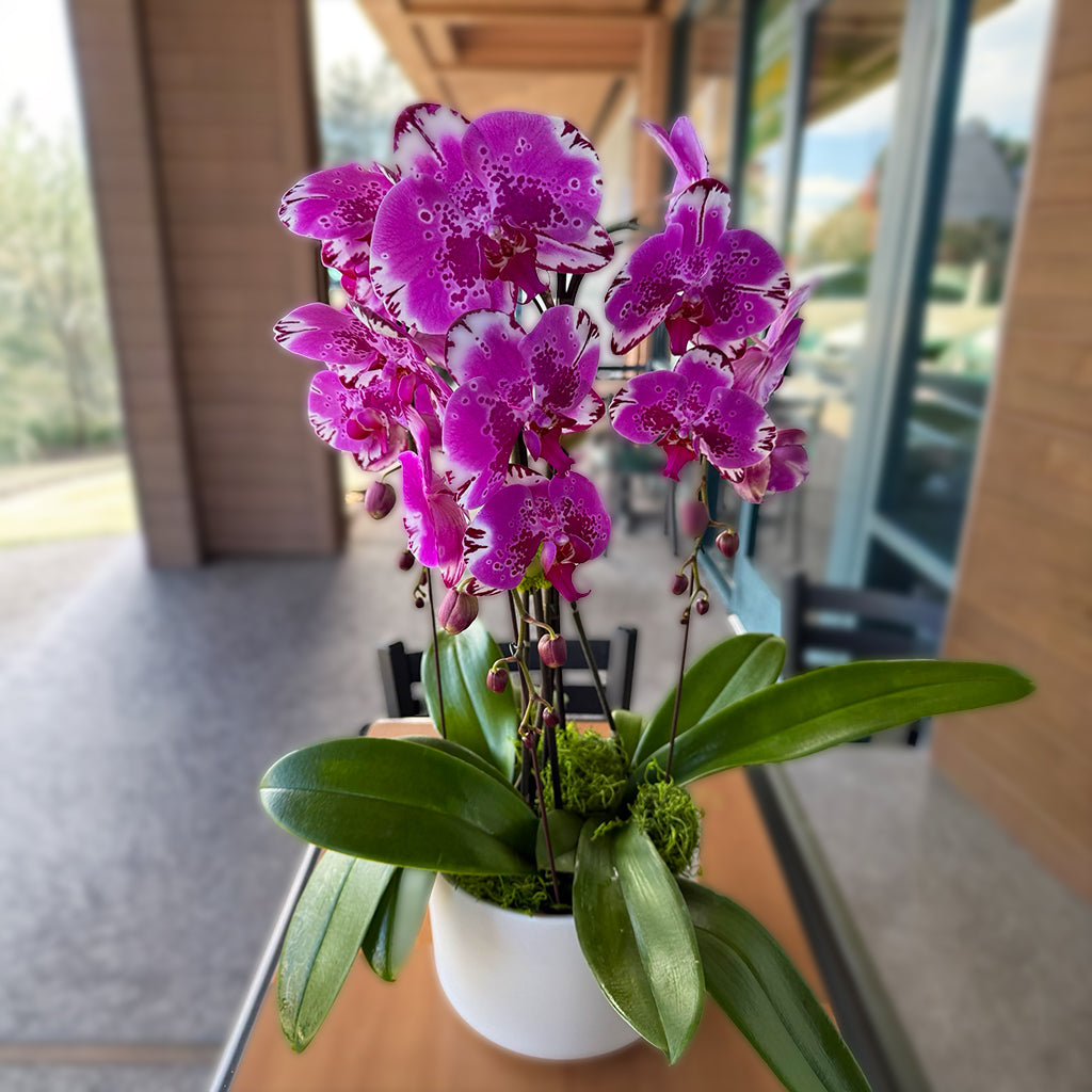 Melissa Orchid花店 全部鮮花享9折優惠