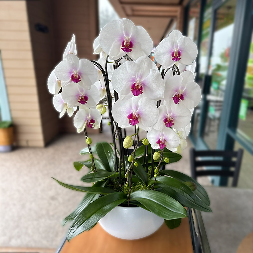 Melissa Orchid花店 全部鮮花享9折優惠